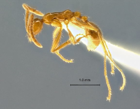 Aenictus artipus lateral