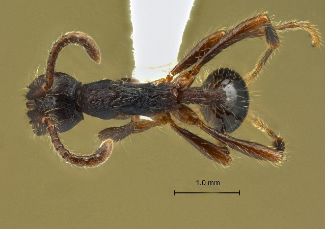 Aenictus bobaiensis dorsal