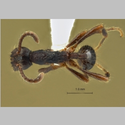 Aenictus bobaiensis Zhou et Chen, 1999 dorsal