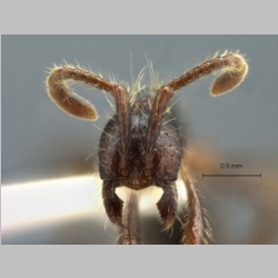 Aenictus bobaiensis Zhou et Chen, 1999 frontal