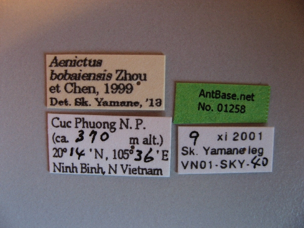 Aenictus bobaiensis label