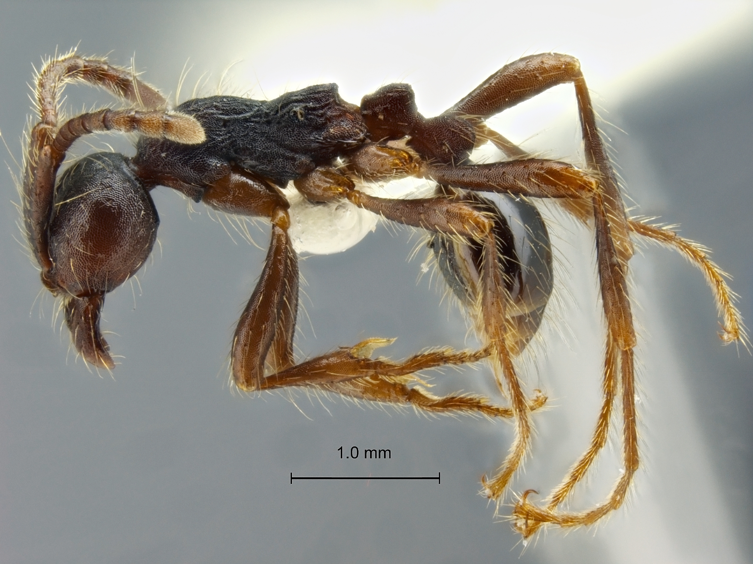 Aenictus bobaiensis lateral