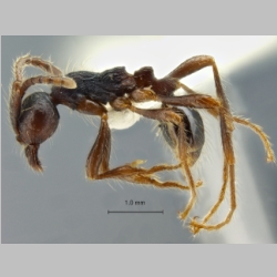 Aenictus bobaiensis Zhou et Chen, 1999 lateral