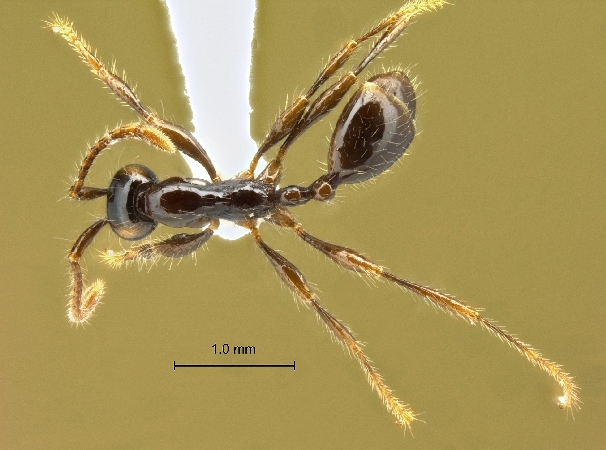 Aenictus bodongjaya dorsal