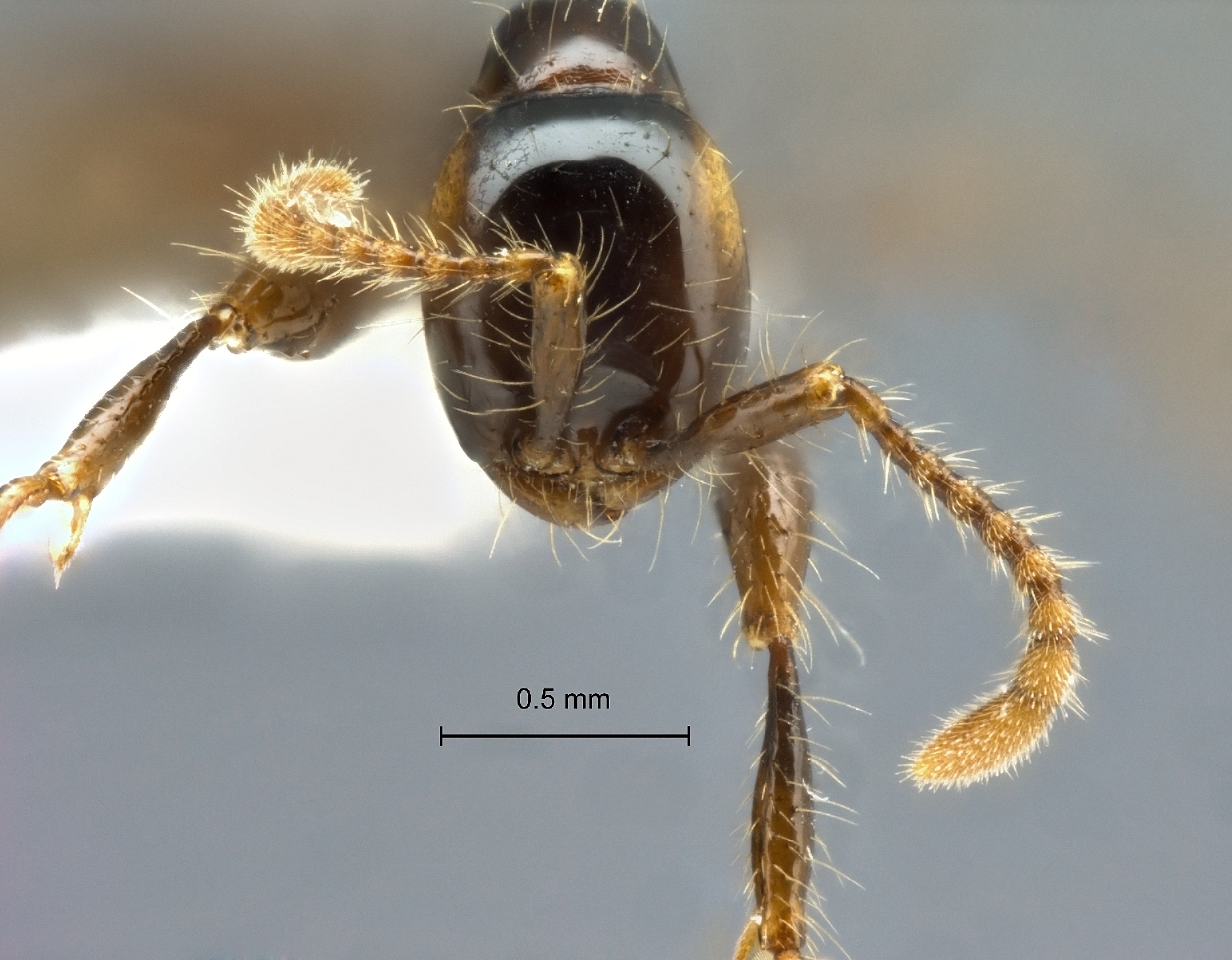 Aenictus bodongjaya frontal