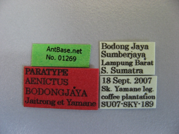 Aenictus bodongjaya label