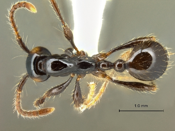 Aenictus brevinodus dorsal