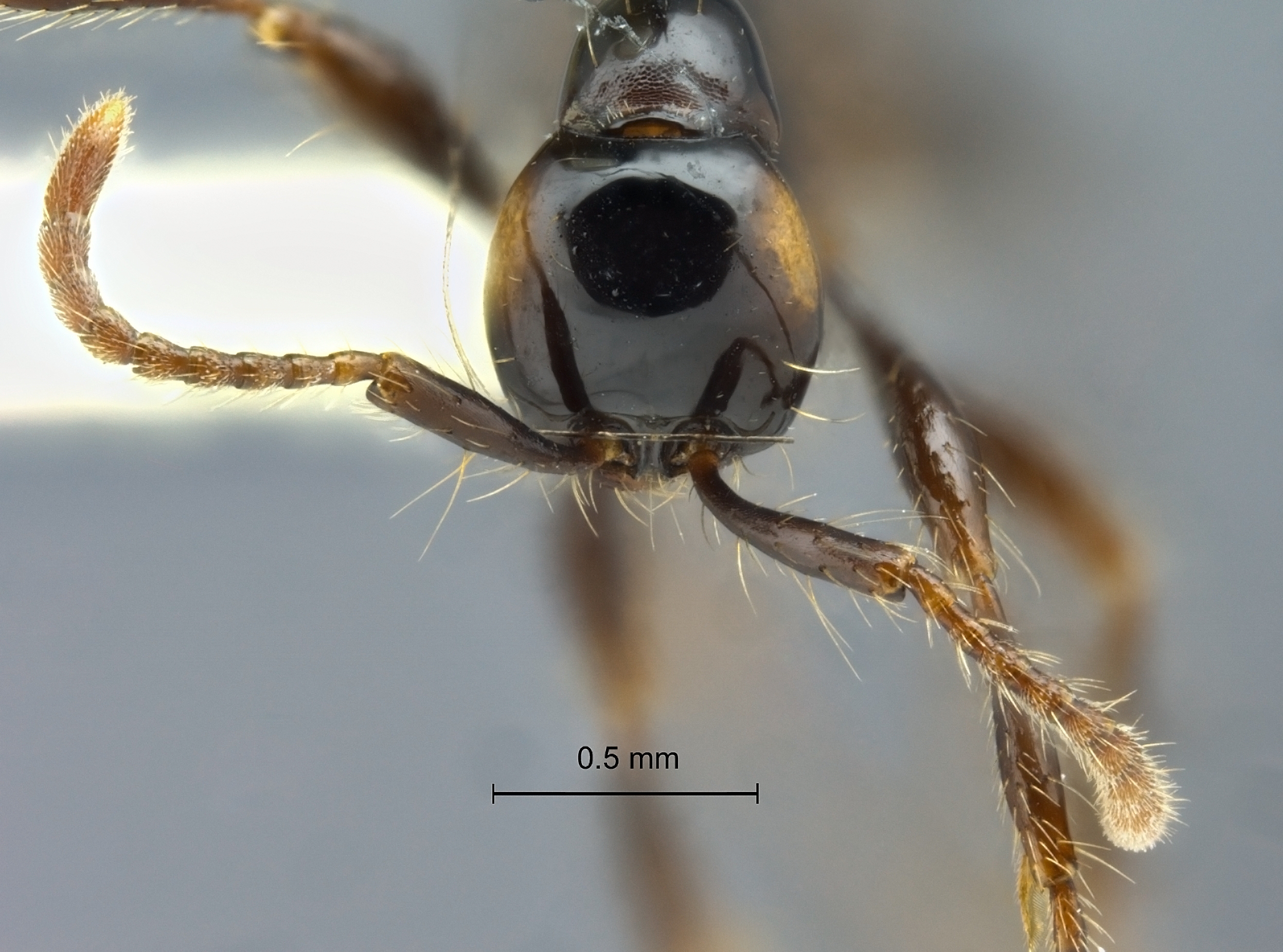 Aenictus brevinodus frontal