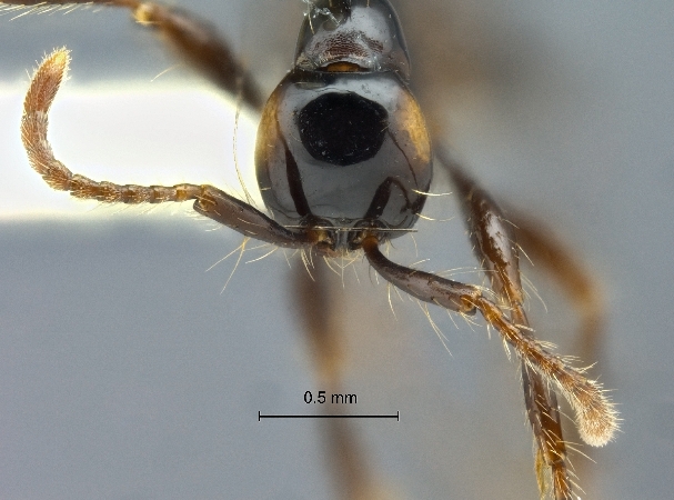 Aenictus brevinodus frontal