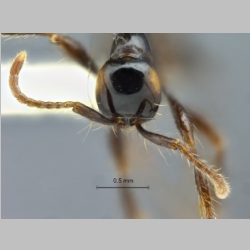 Aenictus brevinodus Jaitrong et Yamane, 2013 frontal