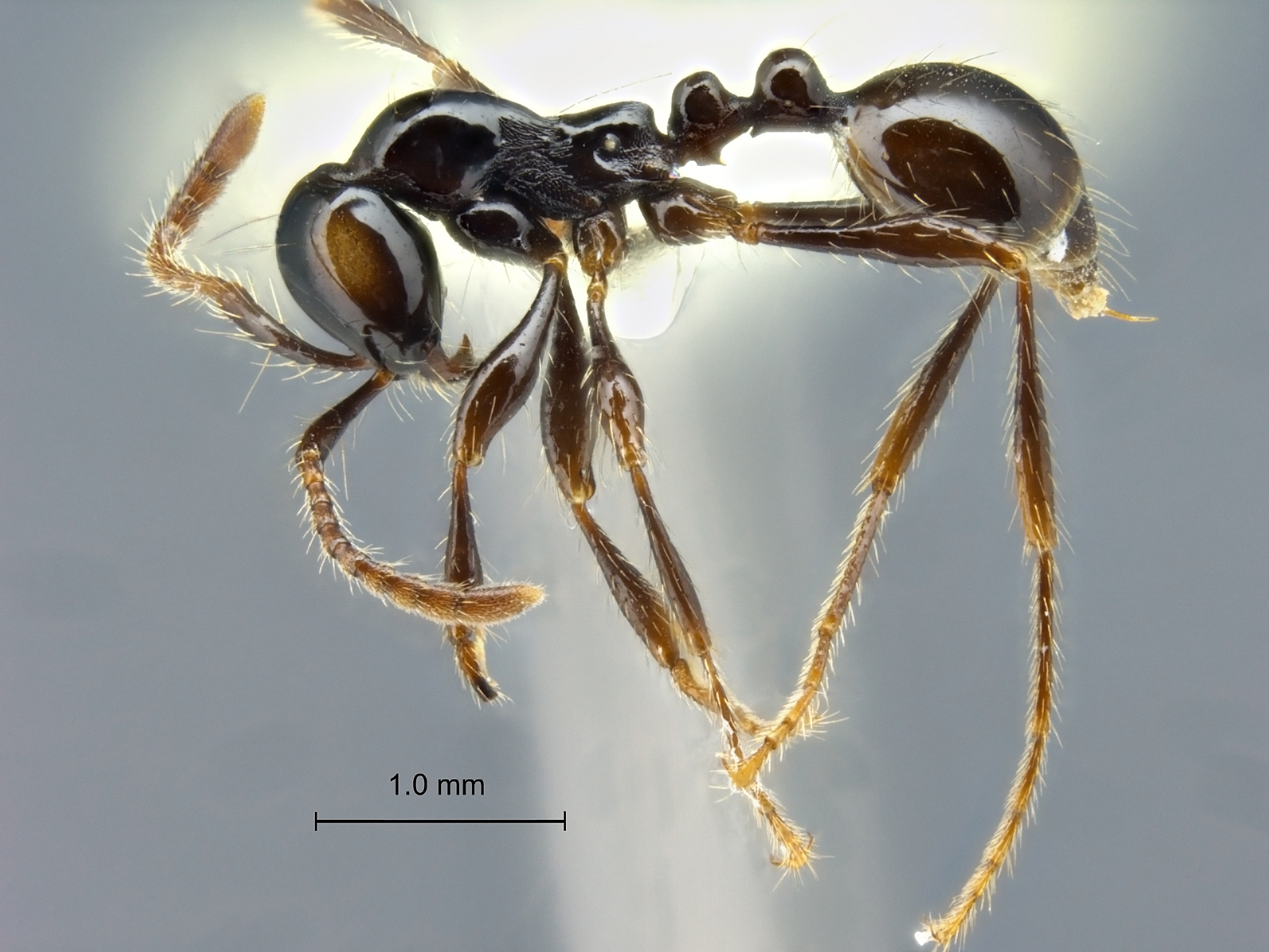 Aenictus brevinodus lateral