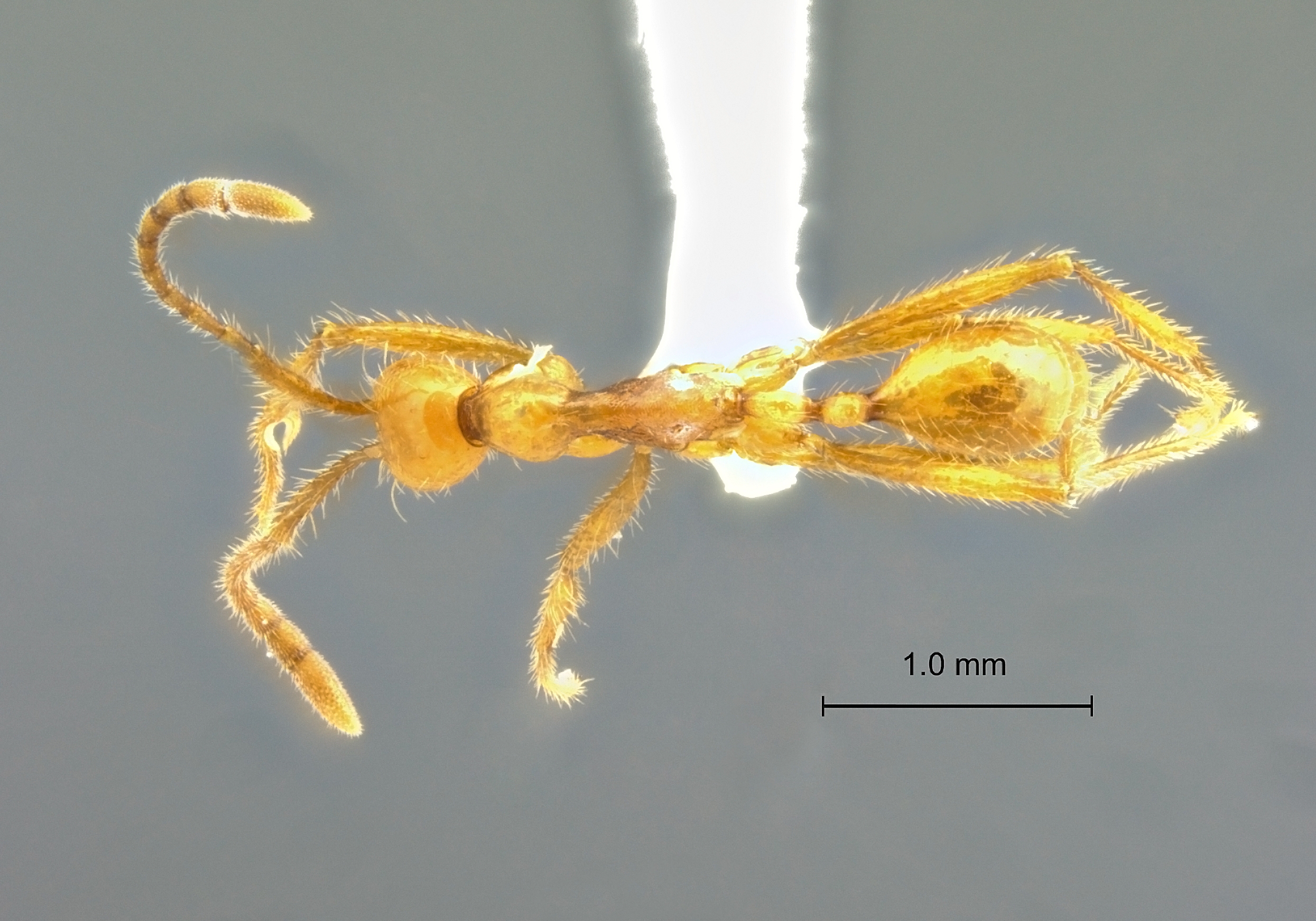 Aenictus camposi dorsal