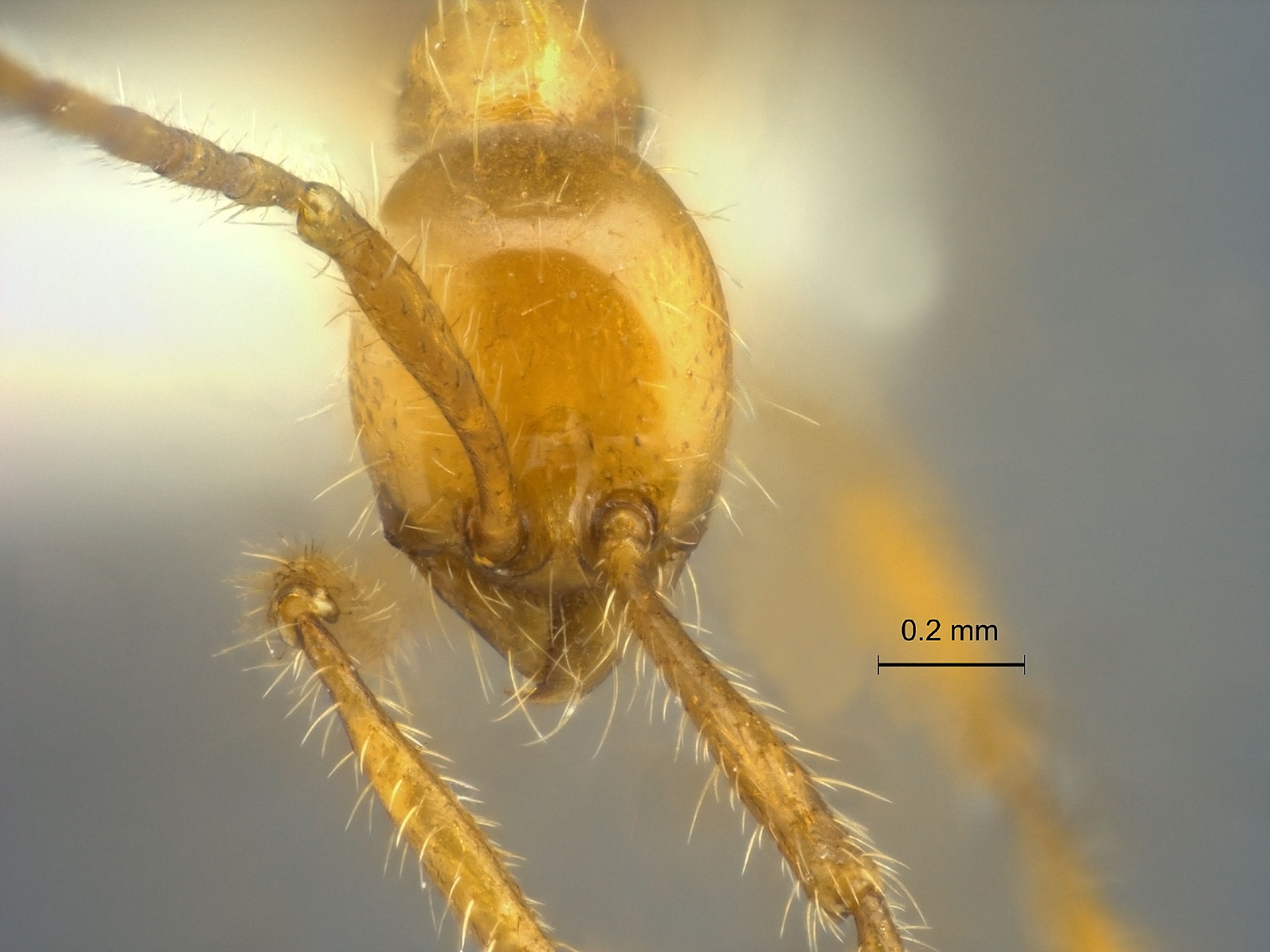 Aenictus camposi frontal
