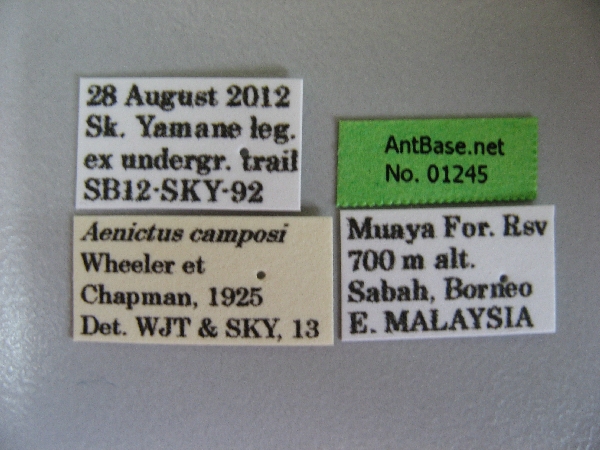 Aenictus camposi label