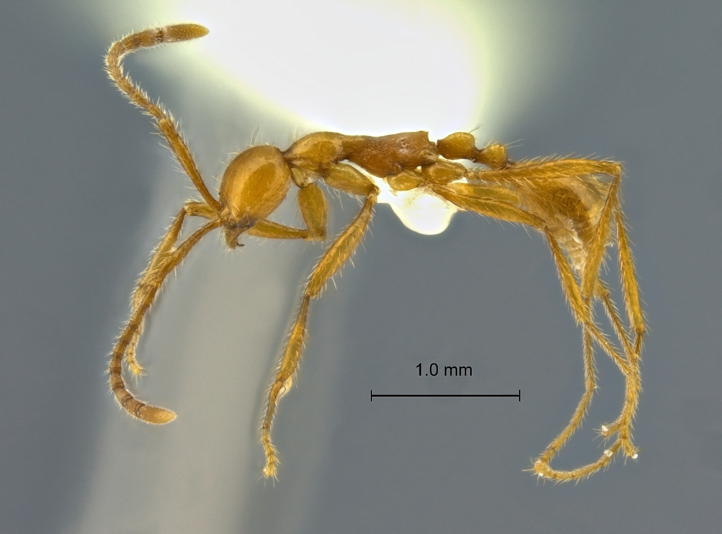 Aenictus camposi lateral