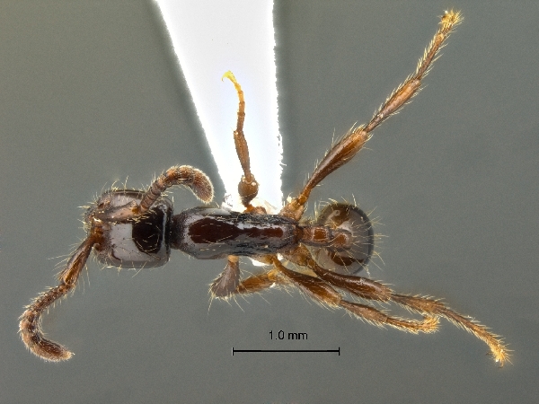 Aenictus-carolianus dorsal