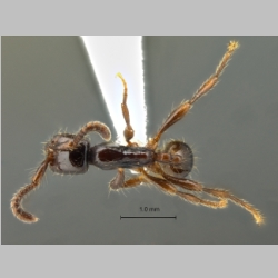 Aenictus-carolianus Zettel et Sorger, 2010 dorsal