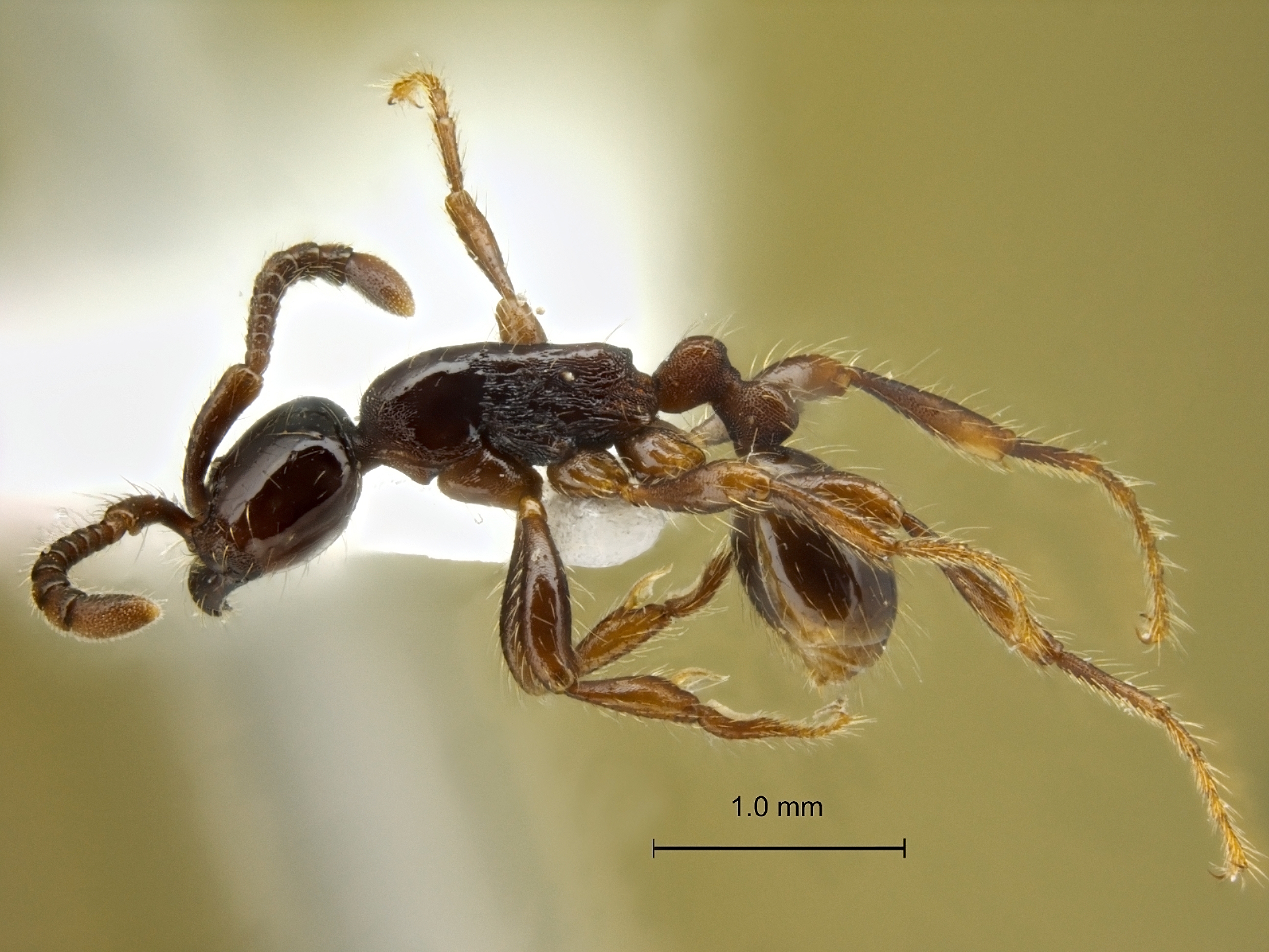 Aenictus-carolianus lateral