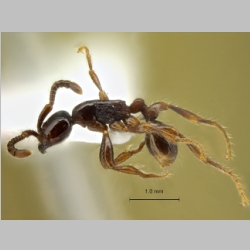 Aenictus-carolianus Zettel et Sorger, 2010 lateral