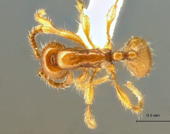 Aenictus changmaianus dorsal