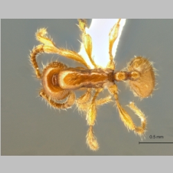 Aenictus changmaianus Terayama et Kubota, 1993 dorsal