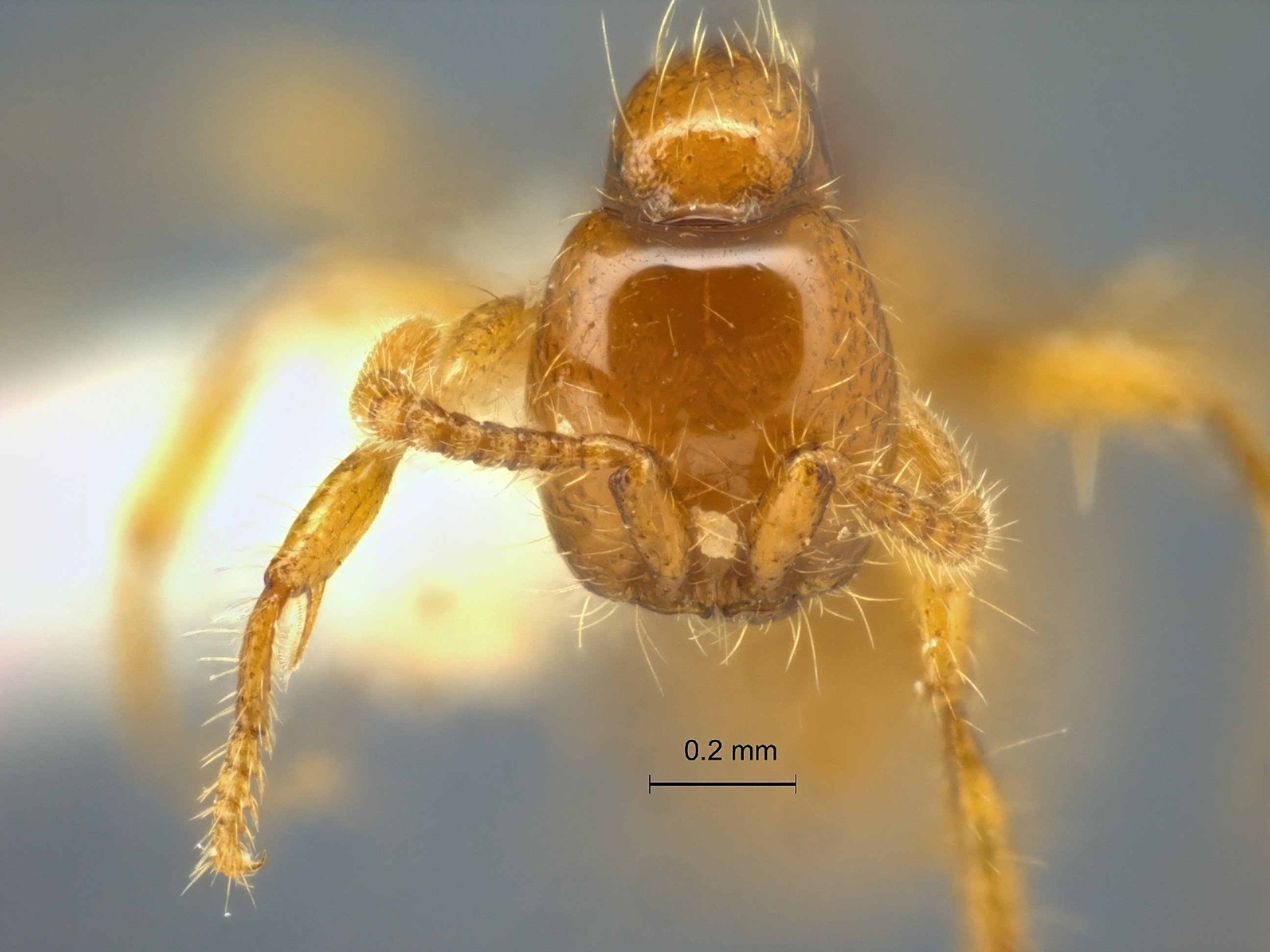 Aenictus changmaianus frontal