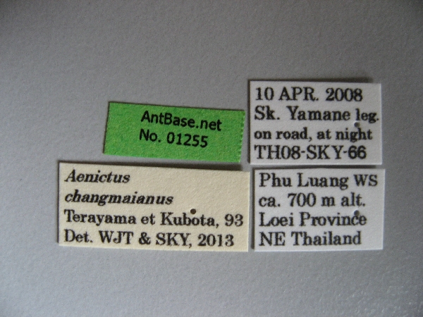 Aenictus changmaianus label