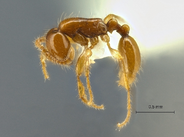 Aenictus changmaianus lateral