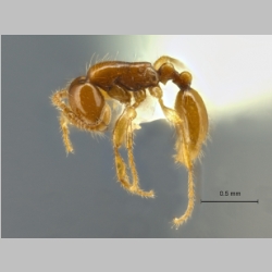 Aenictus changmaianus Terayama et Kubota, 1993 lateral