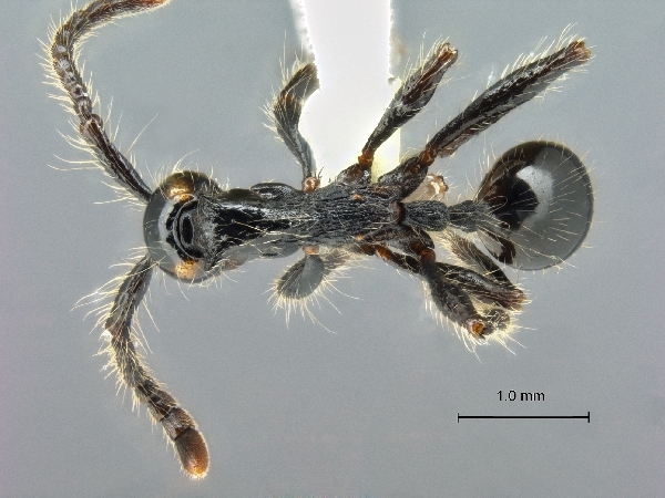 Aenictus cornutus dorsal