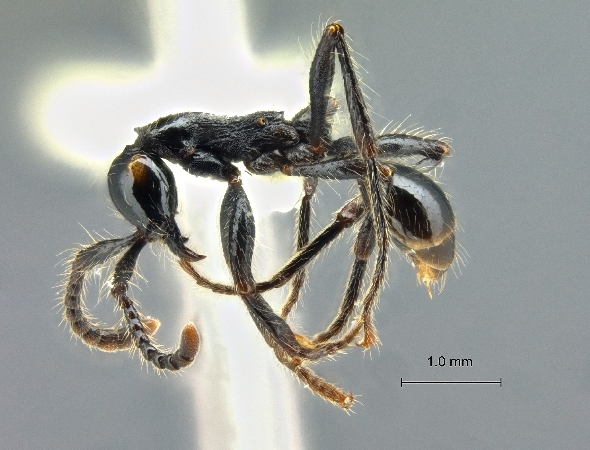 Aenictus cornutus lateral