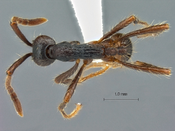 Aenictus dentatus dorsal