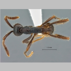 Aenictus dentatus Forel, 1911 dorsal