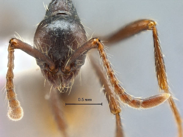 Aenictus dentatus frontal