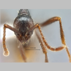 Aenictus dentatus Forel, 1911 frontal