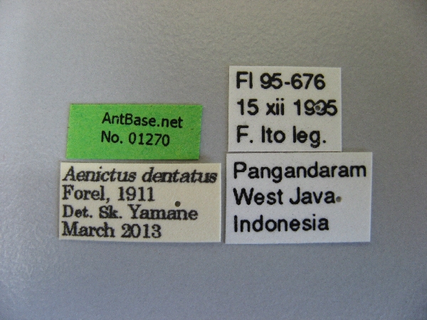 Aenictus dentatus label