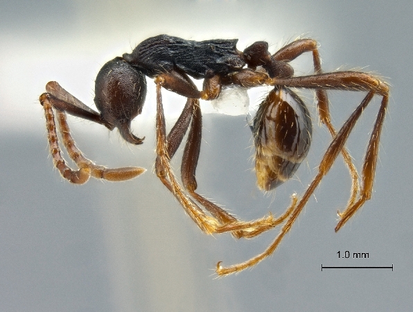 Aenictus dentatus lateral