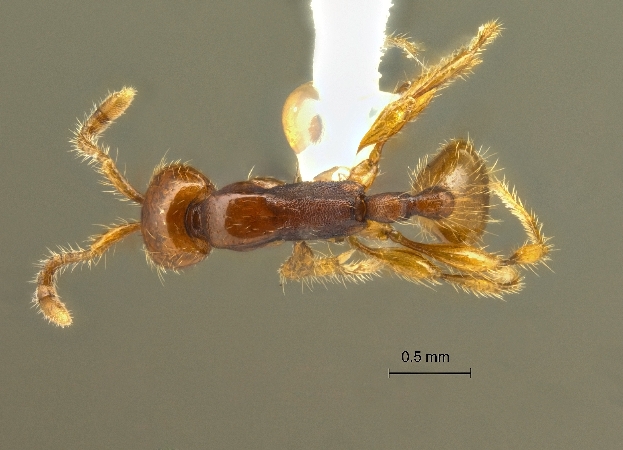 Aenictus doydeei dorsal