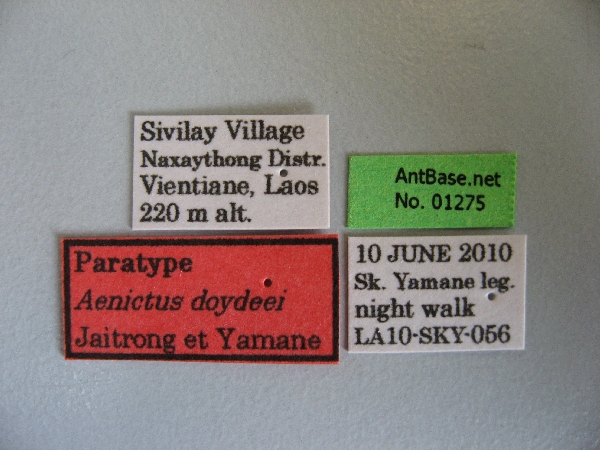 Aenictus doydeei label