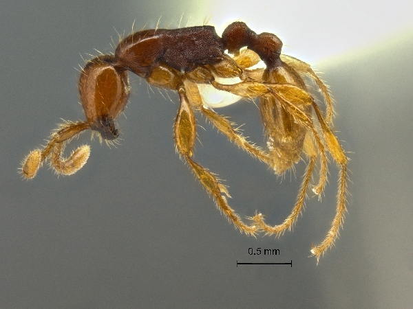 Aenictus doydeei lateral