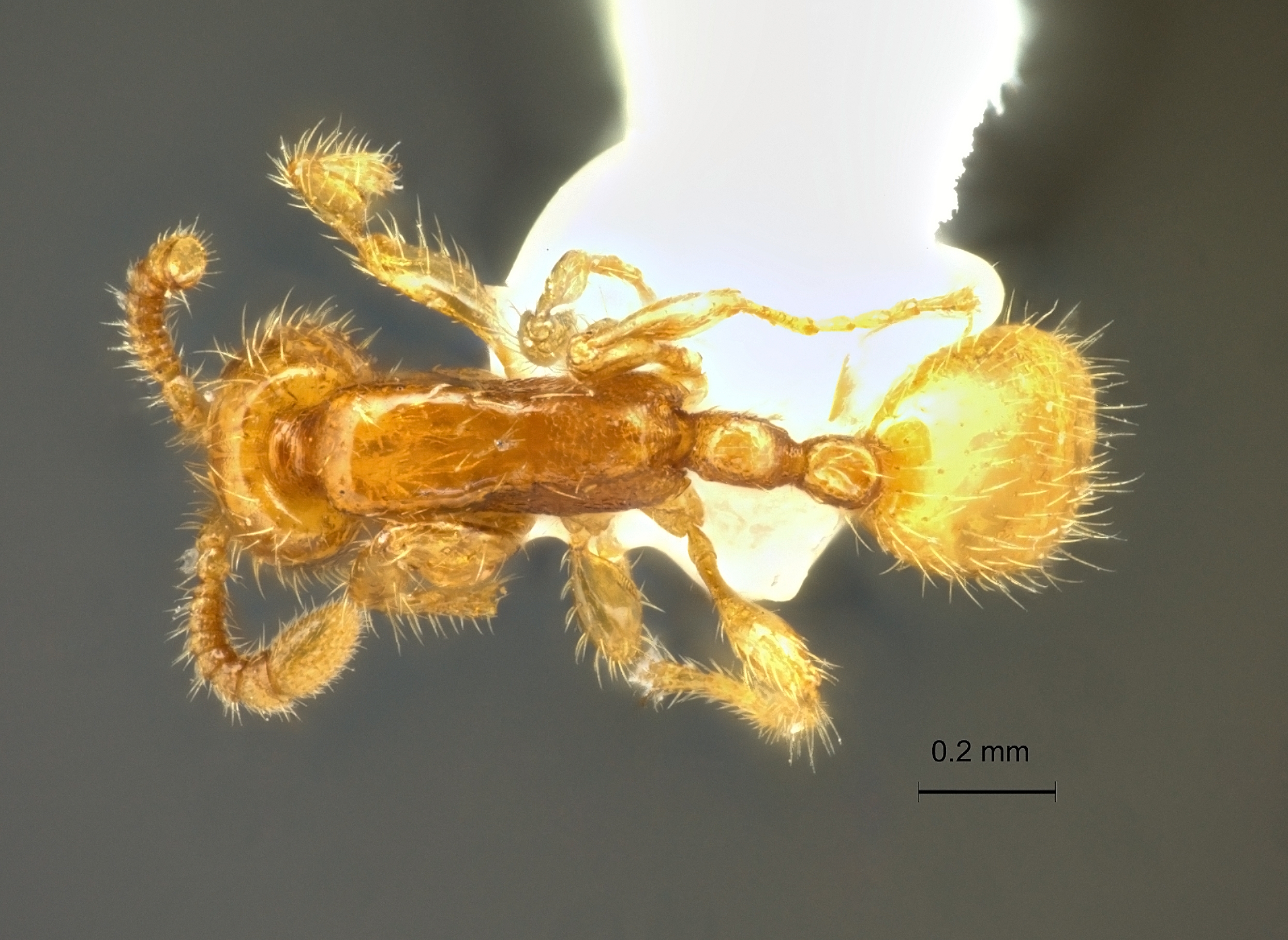 Aenictus duengkaei dorsal