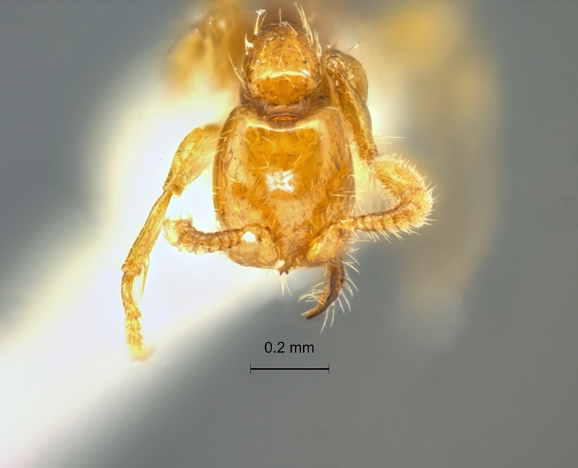 Aenictus duengkaei frontal