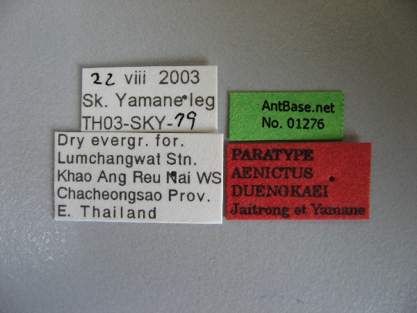 Aenictus duengkaei label