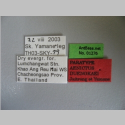 Aenictus duengkaei Jaitrong et Yamane, 2013 label