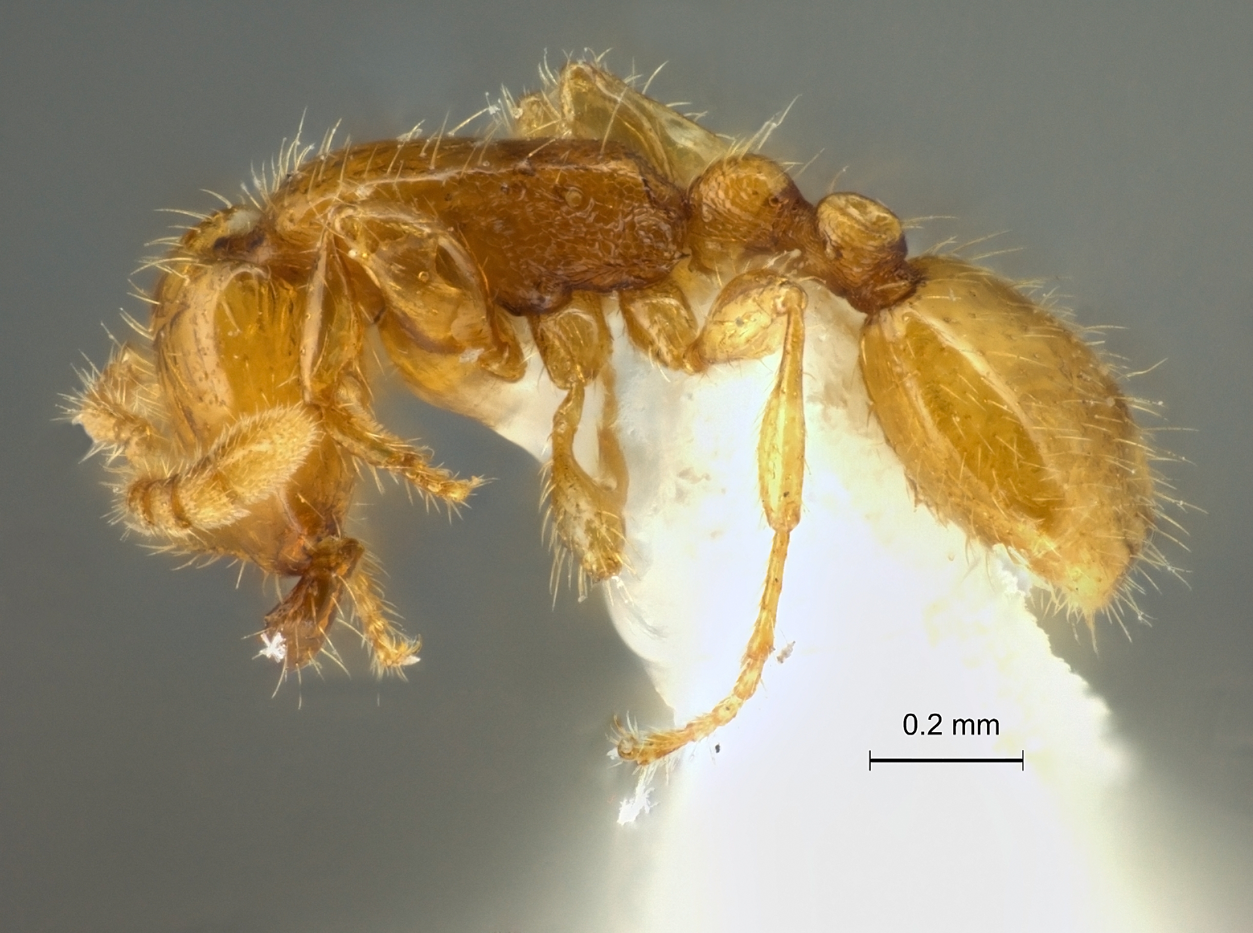 Aenictus duengkaei lateral