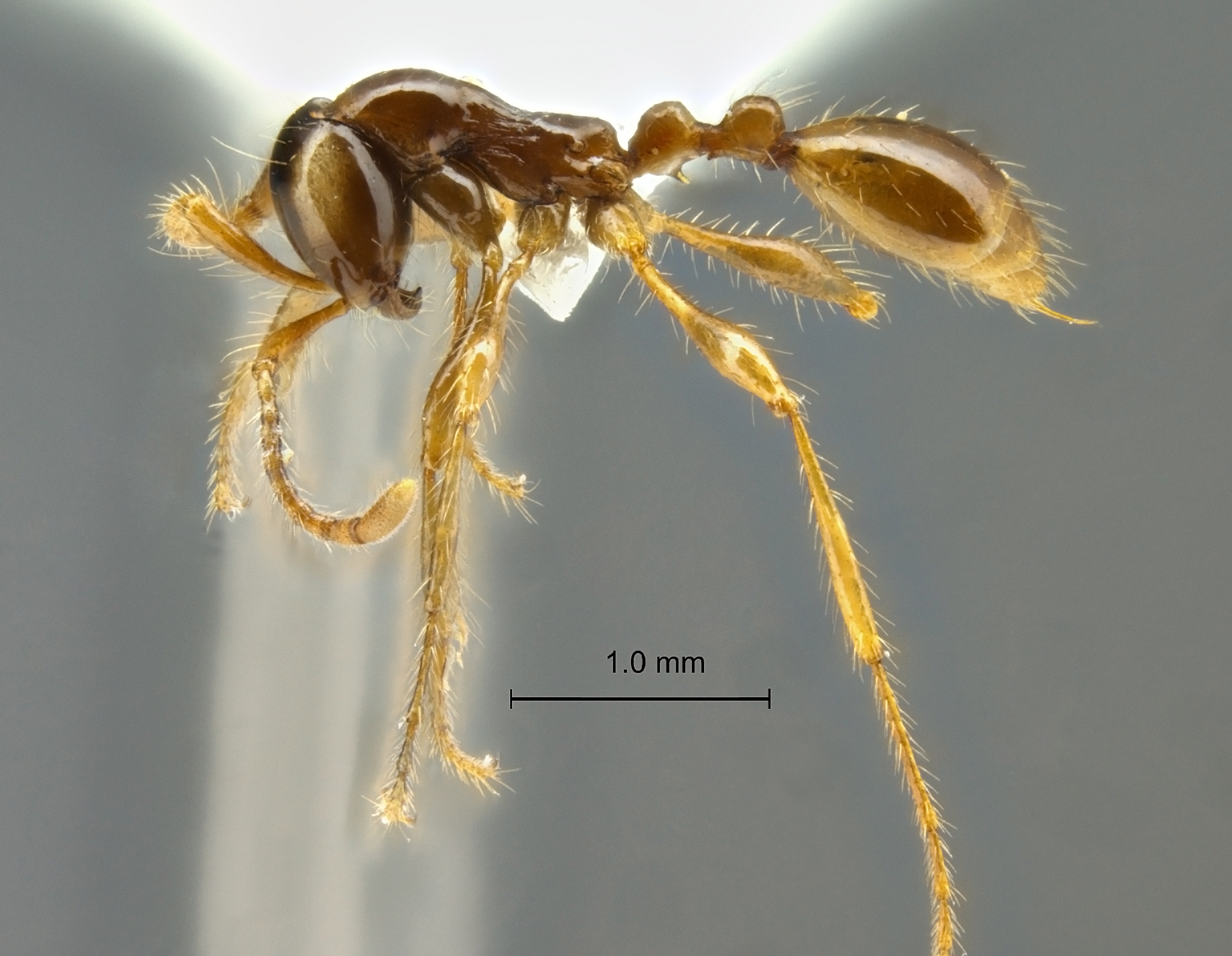 Aenictus fulvus frontal