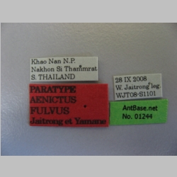 Aenictus fulvus Jaitrong et Yamane, 2013 label