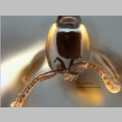 Aenictus glabrinotum Jaitrong et Yamane, 2013 frontal