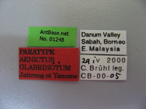 Aenictus glabrinotum label