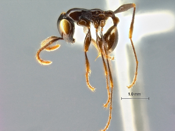 Aenictus glabrinotum lateral